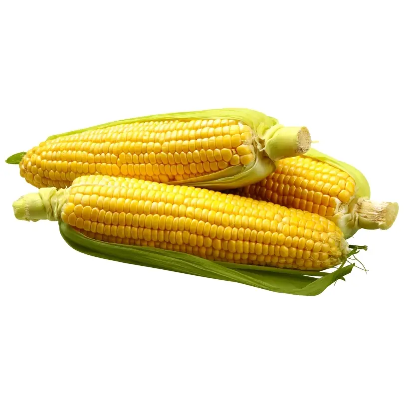 Mısır ürününün resmi.